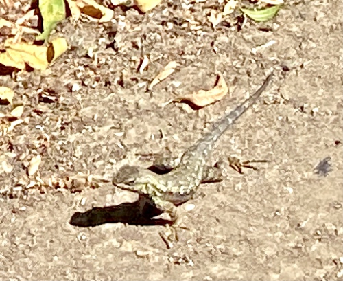 iNaturalist observation photo of Western Fence Lizard