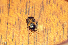 Mycetophagus punctatus