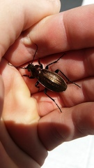 Carabus monilis