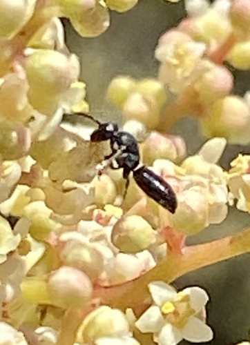 iNaturalist observation photo of Masked Bees