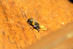 Mycetophagus punctatus