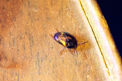 Mycetophagus punctatus