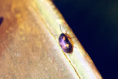 Mycetophagus punctatus