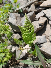 Woodsia oregana