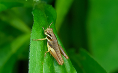 Melanoplus gracilis