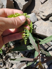 Woodsia oregana