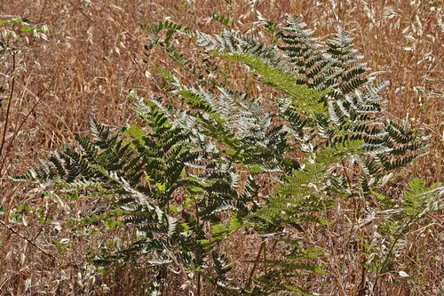 iNaturalist observation photo of common bracken