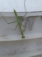 Mantidae