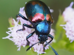 Platycorynus undatus