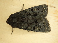 Apamea impulsa