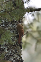 Lepidocolaptes leucogaster