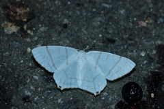 Ourapteryx subpunctaria