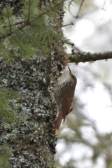 Lepidocolaptes leucogaster