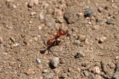 Pogonomyrmex subdentatus