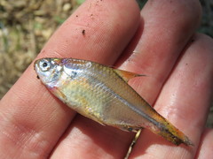 Characidae
