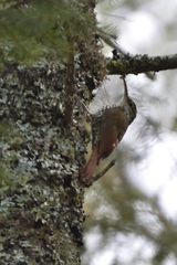 Lepidocolaptes leucogaster