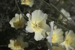 Eschscholzia californica