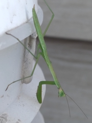 Mantidae