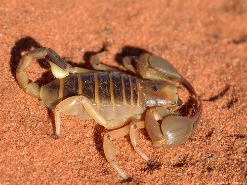 Kalahari Burrowing Scorpion