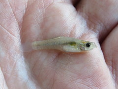 Cnesterodon decemmaculatus