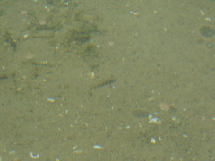 Neogobius melanostomus