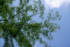 Gleditsia triacanthos triacanthos