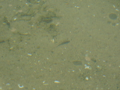 Neogobius melanostomus