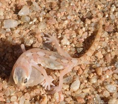 Pachydactylus latirostris