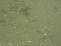 Neogobius melanostomus