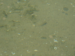 Neogobius melanostomus