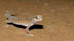 Pachydactylus latirostris