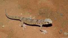 Pachydactylus latirostris
