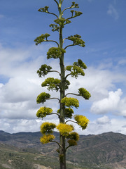Agave sylvesteriana