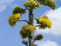 Agave sylvesteriana
