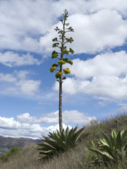 Agave sylvesteriana