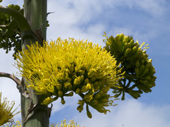 Agave sylvesteriana