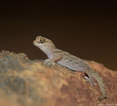 Pachydactylus mariquensis