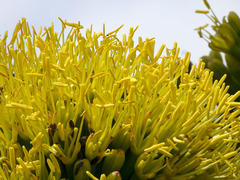 Agave sylvesteriana