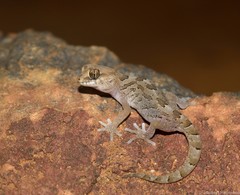 Pachydactylus mariquensis