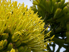 Agave sylvesteriana