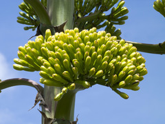 Agave sylvesteriana