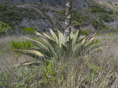Agave sylvesteriana