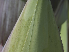 Agave sylvesteriana