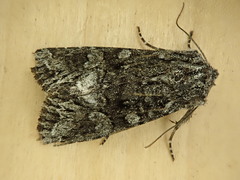 Lacinipolia acutipennis