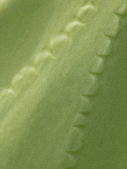 Agave sylvesteriana