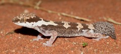 Pachydactylus rugosus