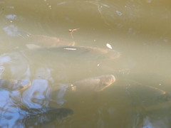 Prochilodus lineatus