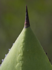 Agave sylvesteriana