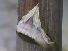 Agave sylvesteriana