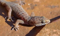 Pachydactylus purcelli